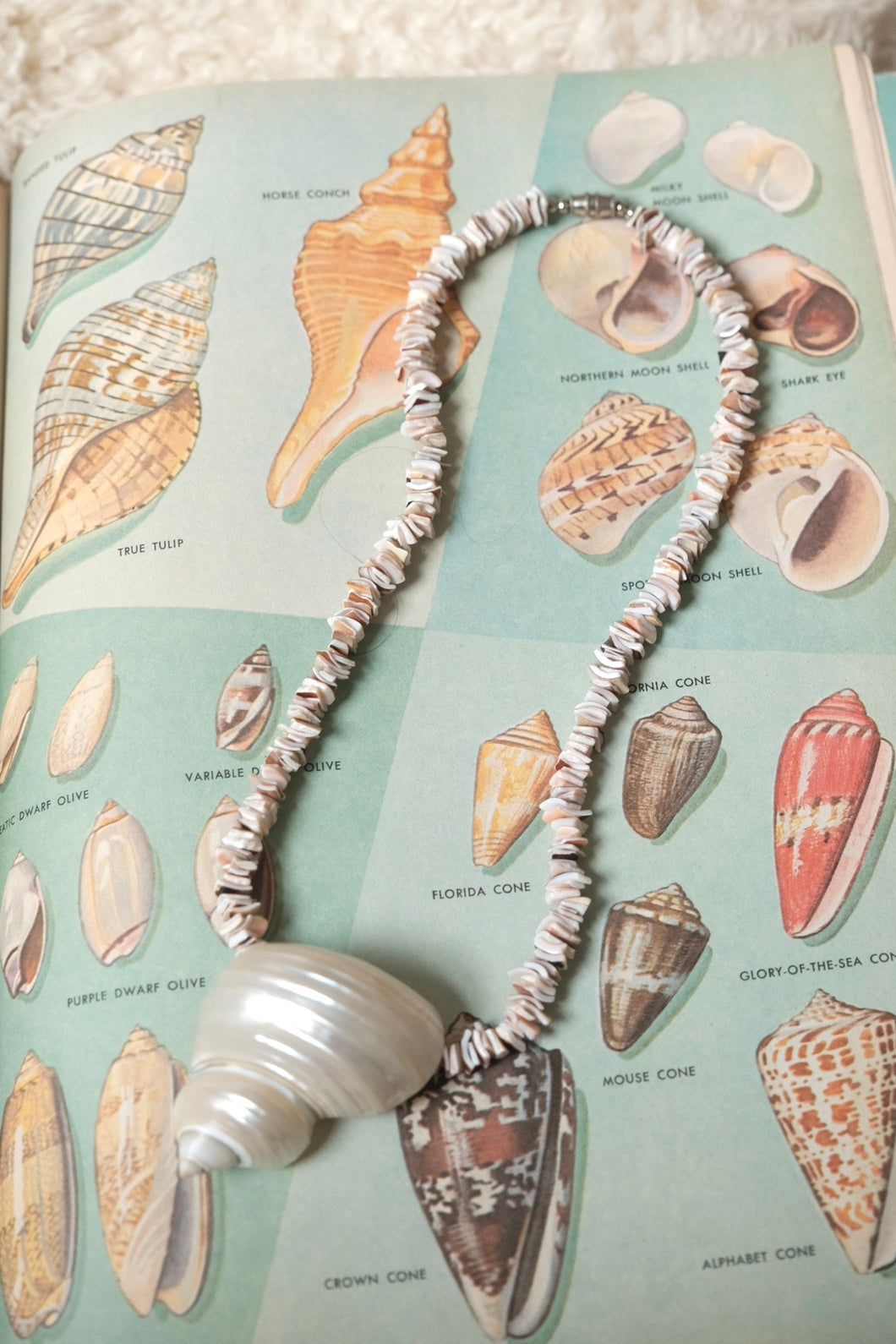 Larger shell necklace